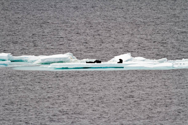antarktyda-uszczelki na iceberg - cold stamping zdjęcia i obrazy z banku zdjęć