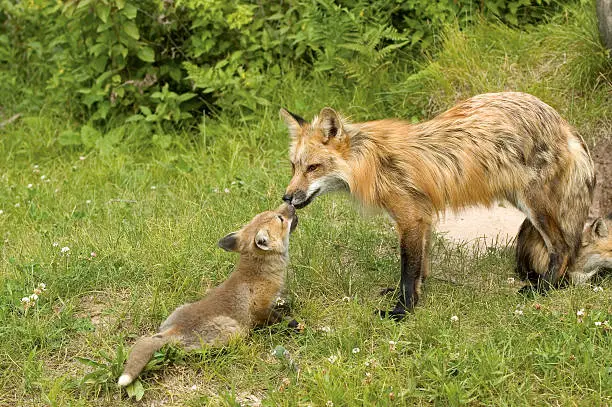 Red fox vixen with pup.Northern Minnesota