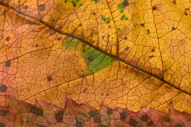 Textura de folha outono - fotografia de stock