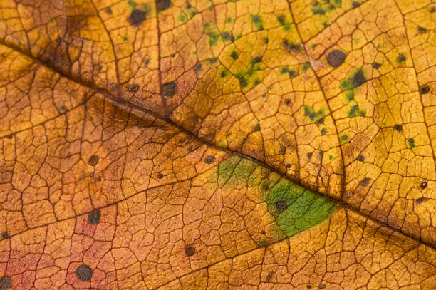 Textura de folha outono#2 - fotografia de stock