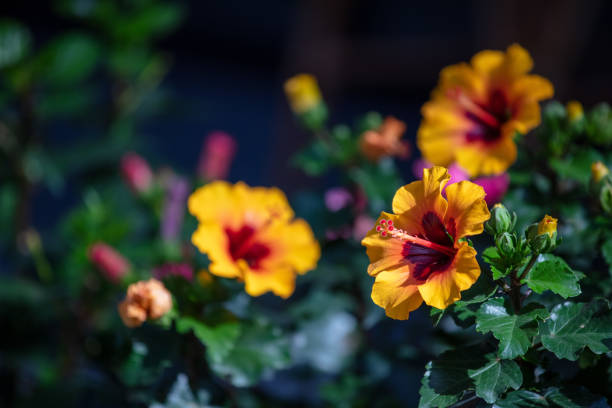 Beautiful wildflowers shot on daytime with bright sunlight. Bright environment and positive concept.