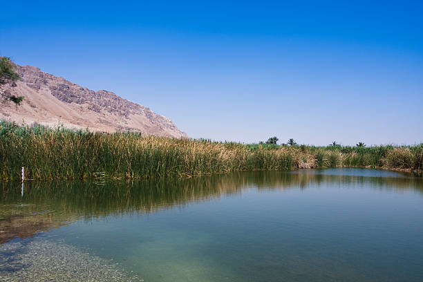 istock ein pheshcha oasis - the dead sea 147023447