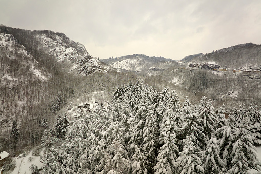 Aerial foggy landscape with evergreen pine trees covered with fresh fallen snow during heavy snowfall in winter mountain forest on cold quiet day.