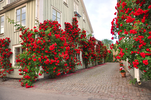 Alley of roses in a the medieval town Vadstena in Sweden
