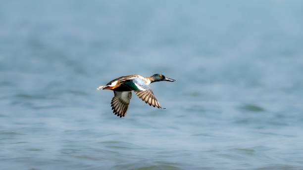 istock The northern shoveler (Spatula clypeata) male 1470234706