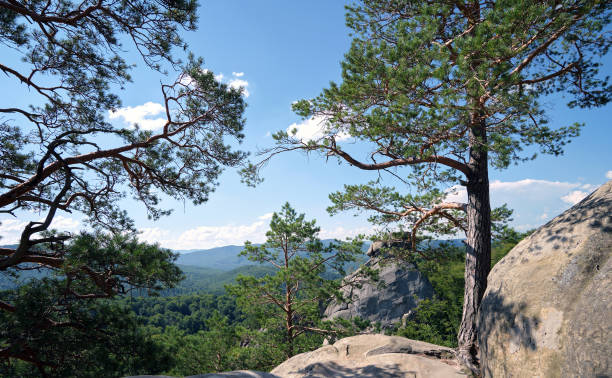 istock Big old pine tree growing on rocky mountain top under blue sky on summer mountain view background 1470234747
