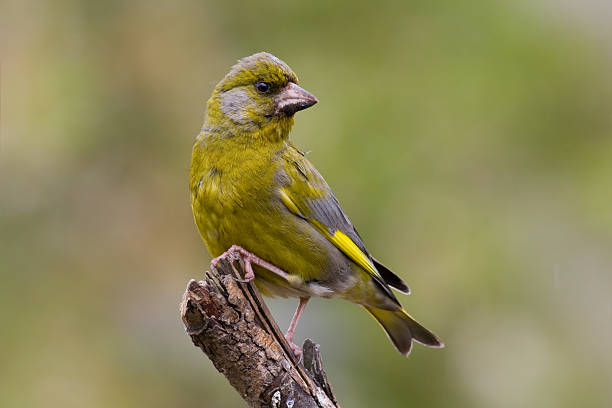 istock bird - green finch 147023501