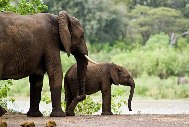 istock baby elephant and his mother 147023556