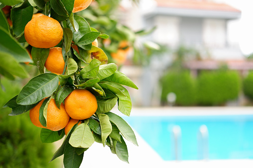 tangerine tree, ripe tangerines on the branch