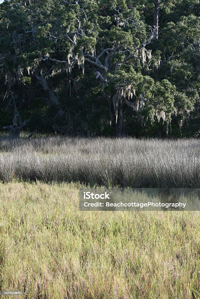 Marsh colori - Foto stock royalty-free di Canna palustre