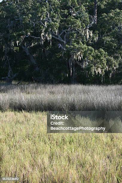 Marsh Colori - Fotografie stock e altre immagini di Canna palustre - Canna palustre, Quercia, Ambientazione esterna