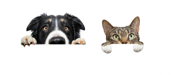 istock Banner  curiousy pets, dog and cat looking hanging its paws on a blank. Isolated on white background 1470237751