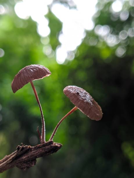 istock two small mushrooms growing on a rotting branch with defocused background 1470238615