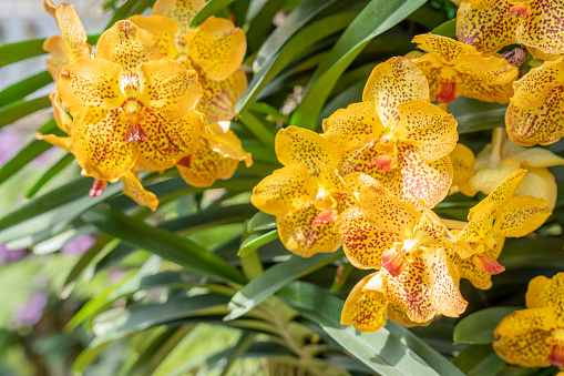 Abstract background of yellow orchids (vanda), focus of beautiful vanda flowers, on blurred natural background.