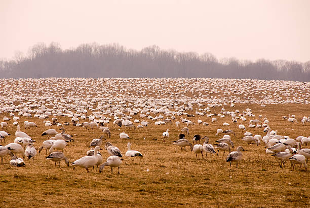 Flock of snow geese stock photo