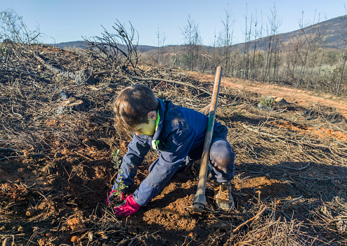 Child boy planting a holm oak rootball. Restocking of former forests destroyed by a wildfire