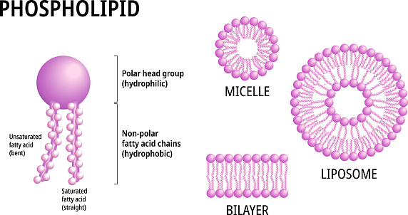 Structure of Phospholipid Molecule in Liposome, Micelle and Bilayer - Medical Vector Illustration