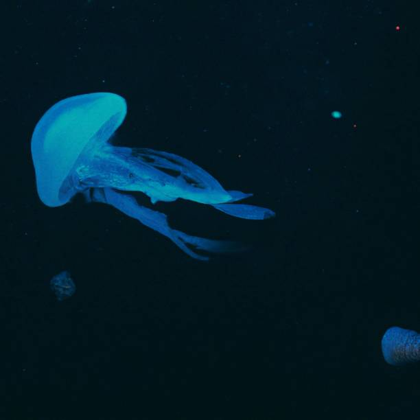 istock A blue jelly fish in dark 1470241927