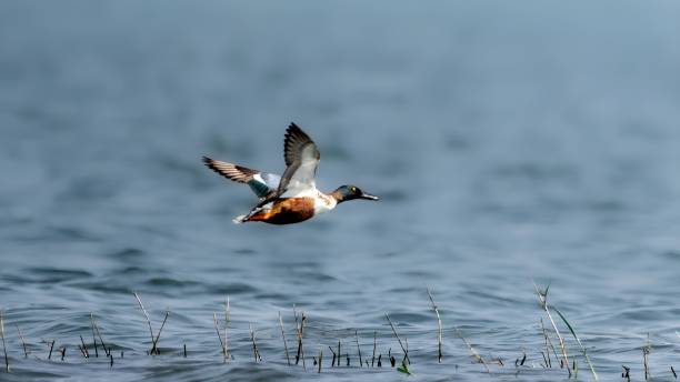 istock The northern shoveler (Spatula clypeata) male 1470242016