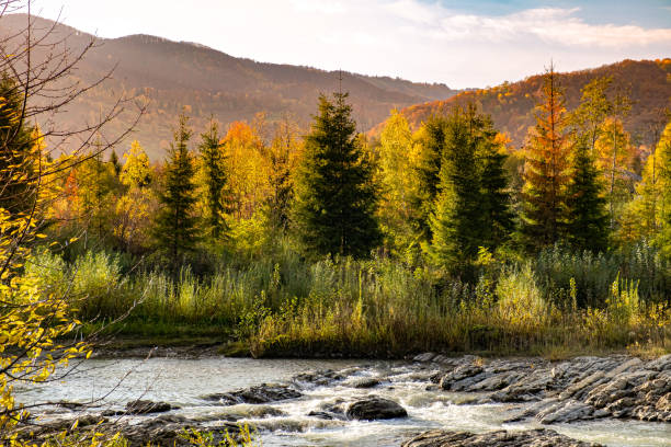 istock Spruce forest in the mountains near the river 1470243198