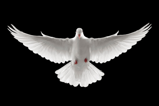 front profile of a flying white dove, isolated