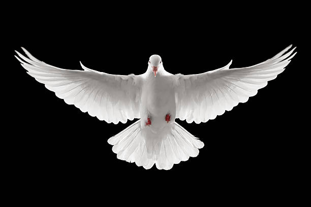 flying dove front profile of a flying white dove, isolated dove bird photos stock pictures, royalty-free photos & images