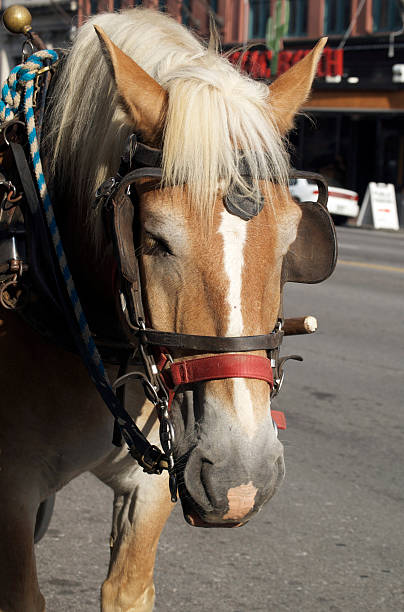 istock Horse in Nashville 147024338