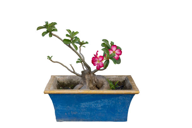 ピンクの砂漠のバラ、模擬ツツジ、ピンクビグノニアまたはインパラユリの花は、クリッピングパスを含む白い背景に孤立したポットに咲きます。 - azalea flower pot rhododendron isolated ストックフォトと画像