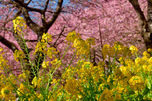 Rape flowers in full bloom with cherry blossom in the background. The photo was taken at Mt. Matsuda, Kanagawa Pr efecture.\nThe species of the cherry blossom is Kawazu-zakura, which has stronger pink color, and is in full bloom about a month earlier, than Somei Yoshino (Yoshino Cherry), the species which is popular in Japan.