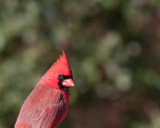 Cardinal stock photo