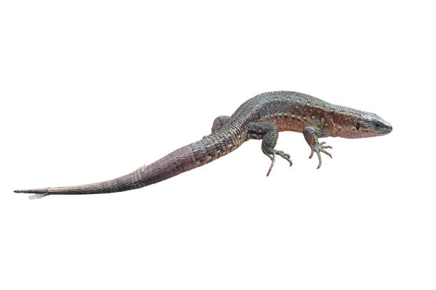 istock A small lizard in his hands against the grass, isolated on a white background. Wild reptile close-up held by man 1470245519