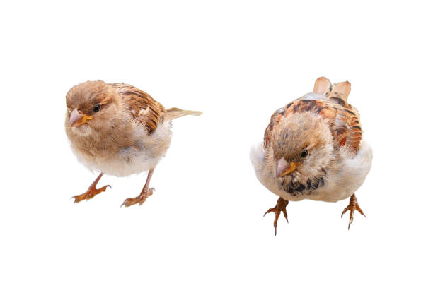 istock Two sparrows looking from the curb, close-up, isolated on a white background 1470245553