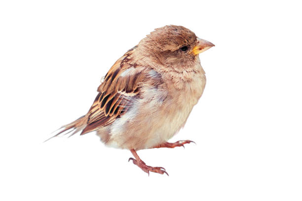 istock A young sparrow with a yellow beak and ruffled plumage, isolated on a white background 1470245567