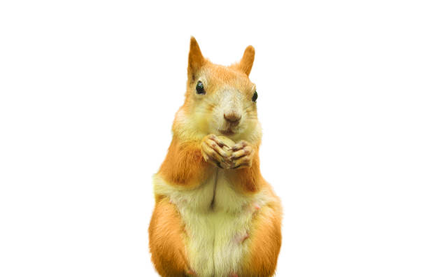 Eurasian funny squirrel eating nut closeup, isolated on a white background. Squirrel mother outdoors in the summer.