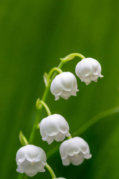 istock Blooming white lily of the valley in springtime macro photography. 1470246162