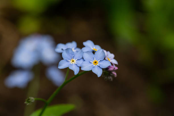 istock Blue forget me not flowers on a green background on a sunny day in springtime macro photography. 1470246282