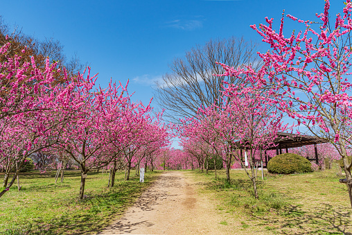 In spring, Kogasogo Park—which was the first place in Japan to be awarded UNESCO’s Melina Mercouri International Prize—is awash in peach blossoms. The approximately 1,500 peach trees in the park make for a magnificent sight in full bloom, and many people turn out to see them.