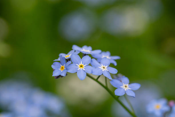 istock Blue forget me not flowers on a green background on a sunny day in springtime macro photography. 1470246524