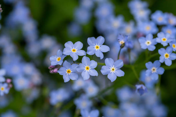 istock Blue forget me not flowers on a green background on a sunny day in springtime macro photography. 1470246570