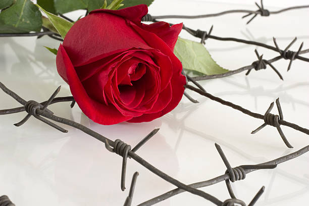 istock The Flower and barbed wire. 147024757
