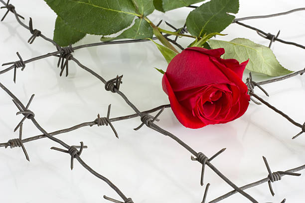 istock The Flower and barbed wire. 147024778