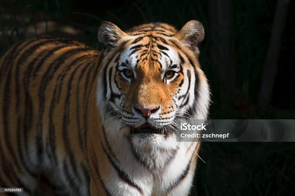 Majestic Sibirischer Tiger - Lizenzfrei Blick in die Kamera Stock-Foto