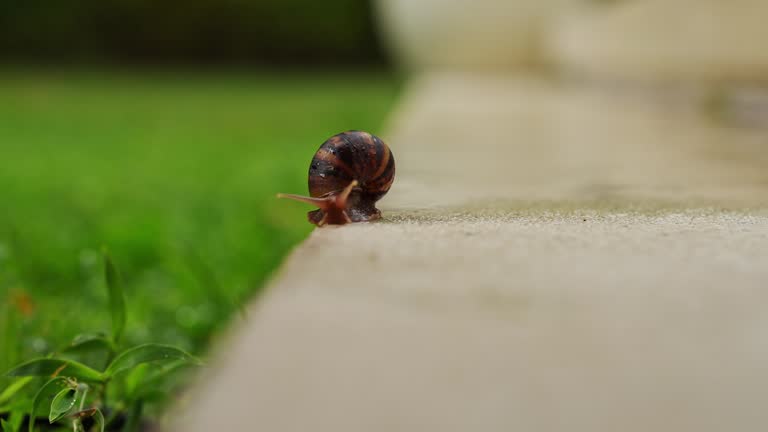 Close up view of a snail