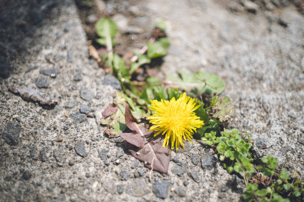 istock Yellow dandelion flowers blooming strongly on the ground 1470249780
