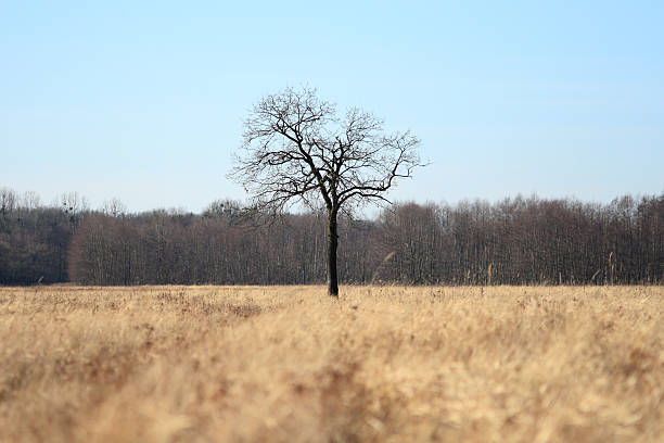 Lonely Tree stock photo