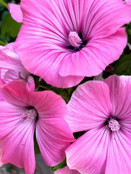 Close up of bright fresh deep pink purple malva malope flowers