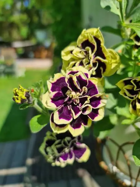 Close up of the beautiful colorful primula auricula blooming flowers with the greenery on the background