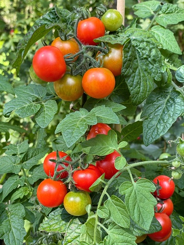 Bright raw and ripe cherry tomatoes growing on the plant stem with the lush green leaves