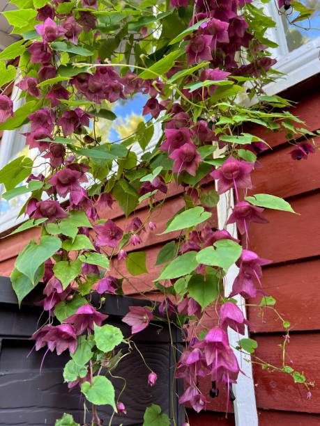Close up of pink maroon burgundy color blooming Leycesteria formosa flower plant hanging close to the wall with window Close up of pink maroon burgundy color blooming Leycesteria formosa flower plant hanging close to the wall with window leycesteria formosa stock pictures, royalty-free photos & images