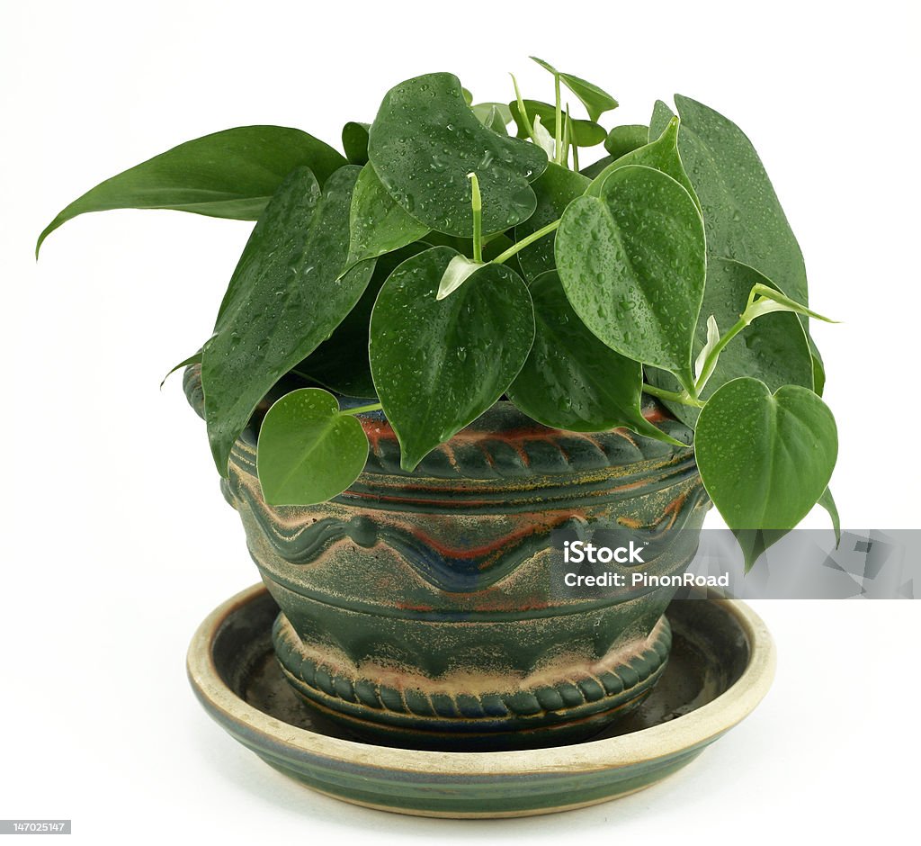 Philodendron Houseplant on White Background Philodendron in Rustic Ceramic Pot on White Background Philodendron Stock Photo